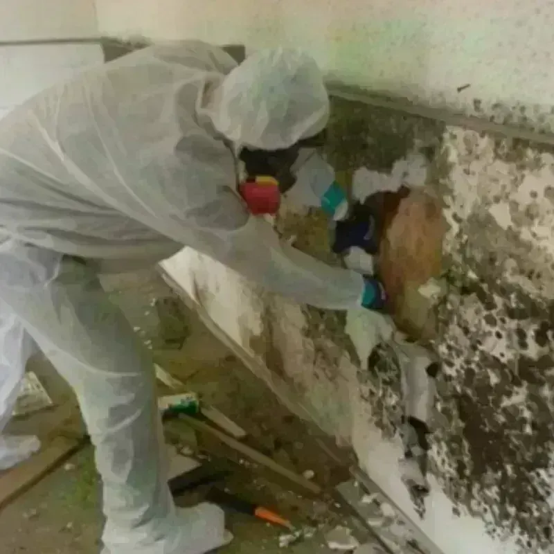 Mold Remediation and Removal in Saint Charles County, MO